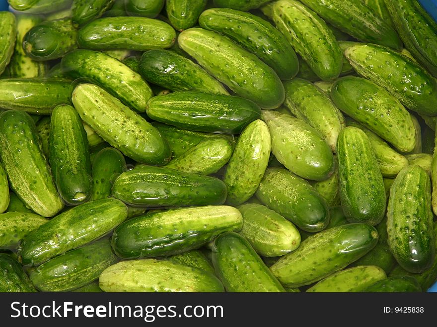 Close-up of fresh green cucumbers. Close-up of fresh green cucumbers