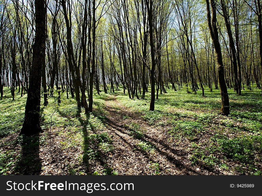 Narrow woodland road amongst the green trees