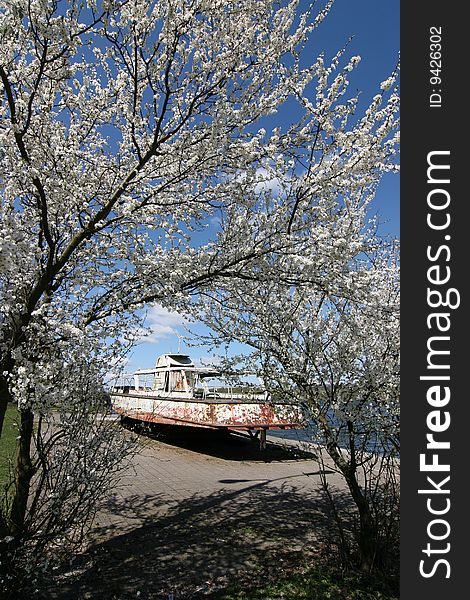 A tree in white blossom  on a background of an old motorboat on the bank. A tree in white blossom  on a background of an old motorboat on the bank