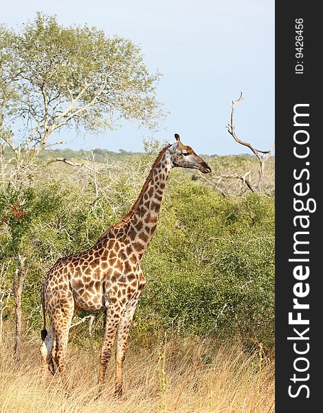 Giraffe in Sabi Sand Reserve, South Africa