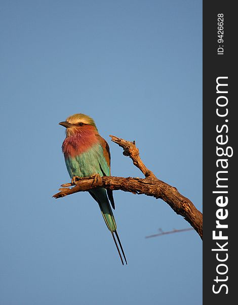 Lilac breatsed roller, South Africa