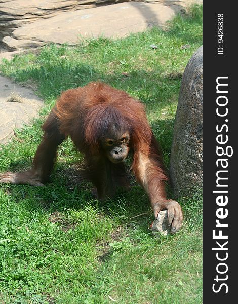 Orangutan Baby in Moscow Zoo