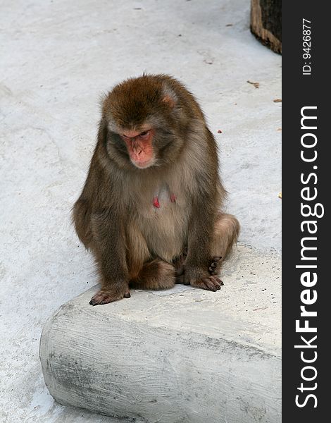 Female Macaque on Moscow Zoo