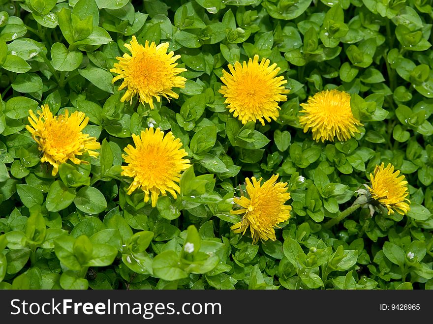 Spring fresh background. dandelion meadow