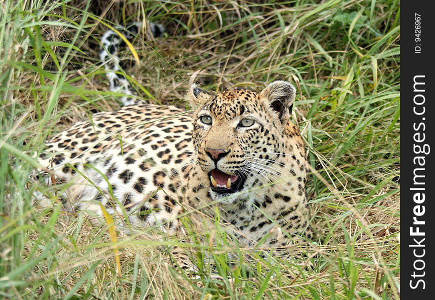 Leopard In Sabi Sand Private Reserve