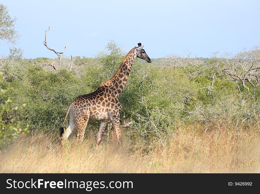 Giraffe in Sabi Sand Reserve, South Africa