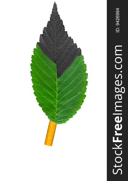 cigarette and green leaves
