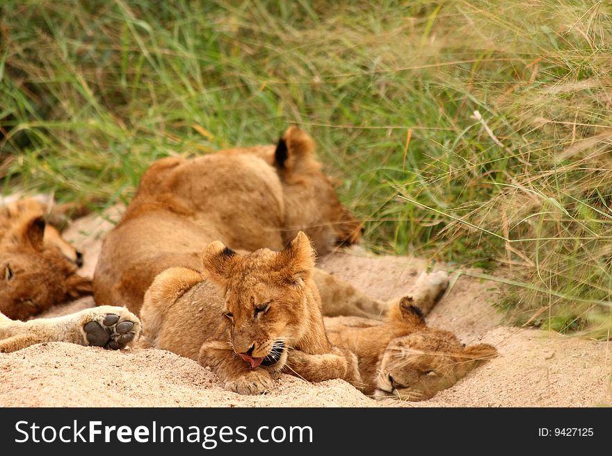 Lions In The Sabi Sand Game Reserve