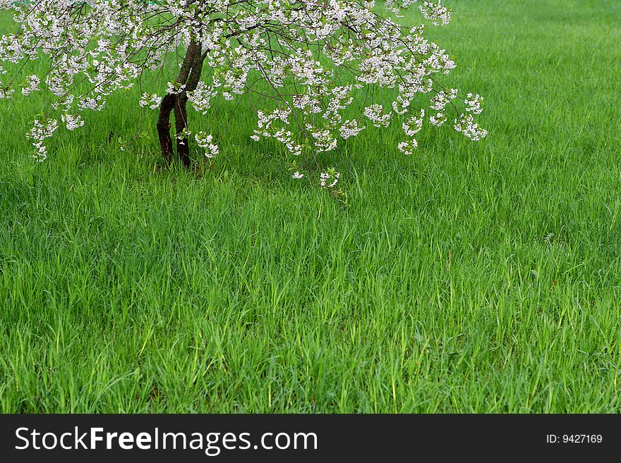 Well-groomed lawn with a blossoming cherry. Well-groomed lawn with a blossoming cherry