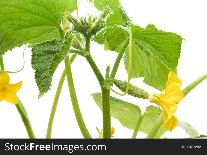 Growing cucumber liana on white background