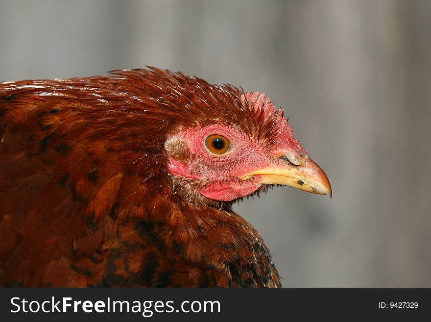 Portrait of a domestic chicken. Portrait of a domestic chicken