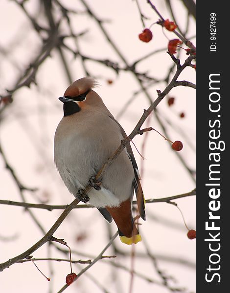 Bombycilla garrulus bird on a branch of apple