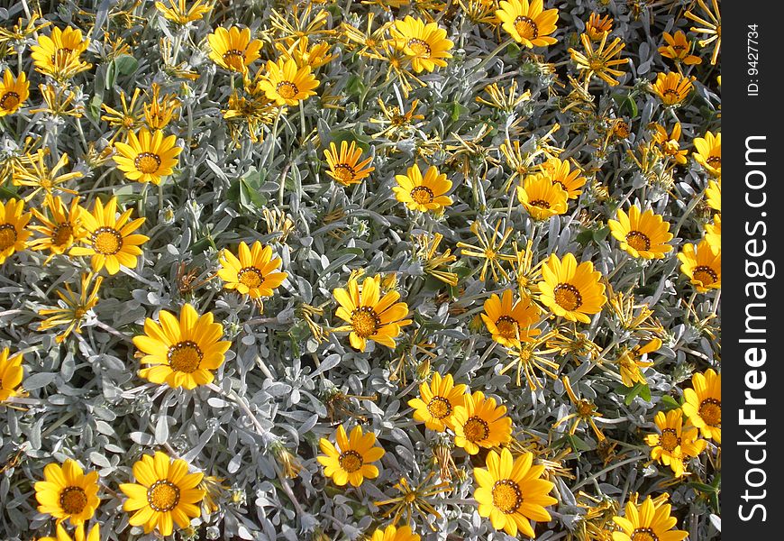 Calendula flowers yellow color flora. Calendula flowers yellow color flora