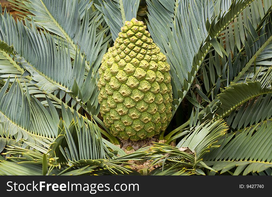 Female Encephalartos lehmannii cycad with cone