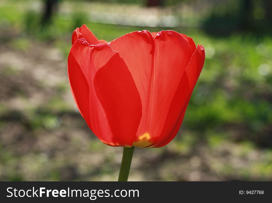 Flowering tulip in summer garden. Flowering tulip in summer garden