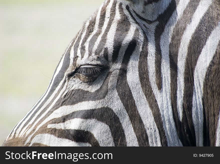 A zebra portrait in zoo