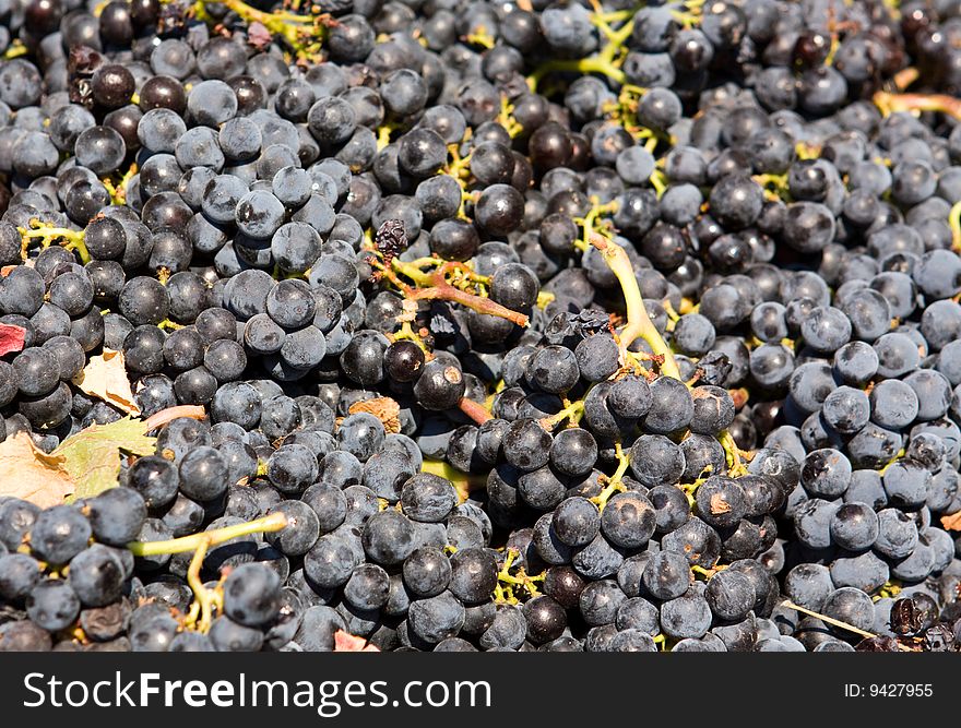 Grapes ready to be turned into wine. Grapes ready to be turned into wine