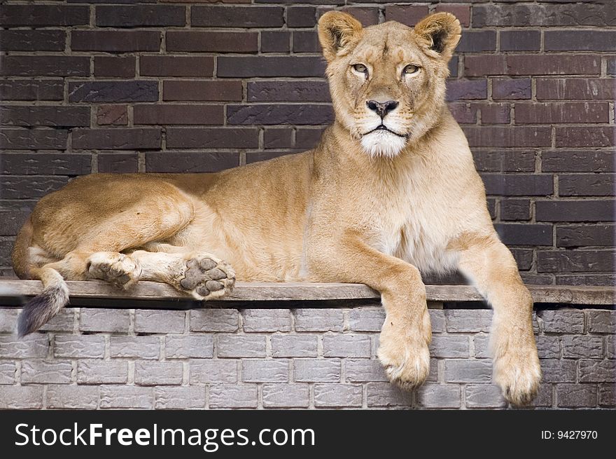 Lion sitting in the zoo