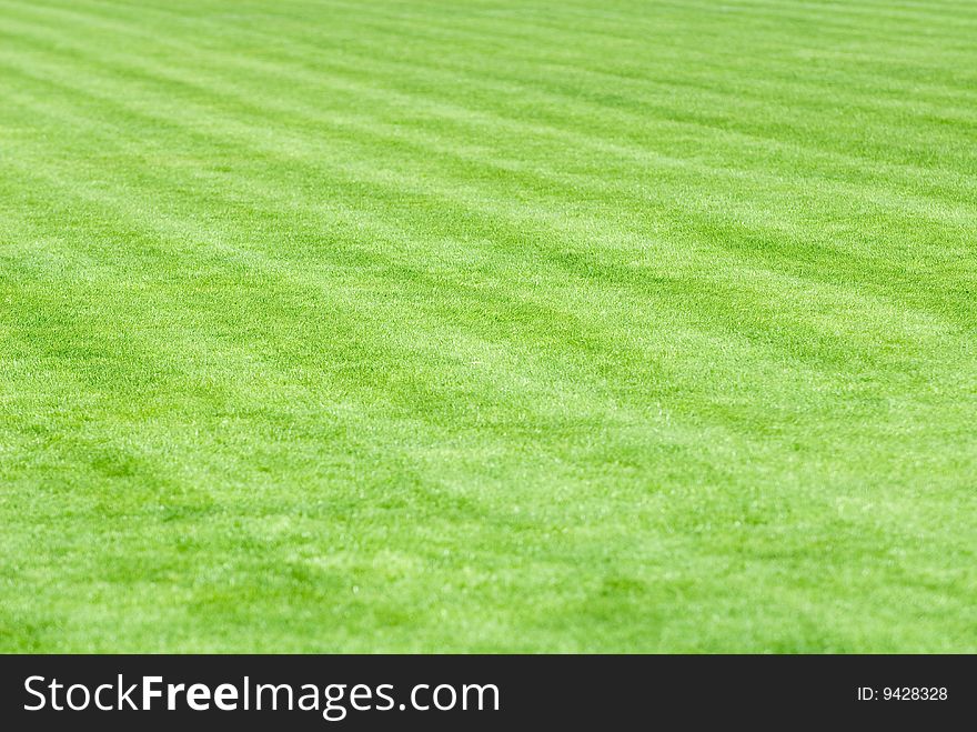 Stadium field covered with a young grass