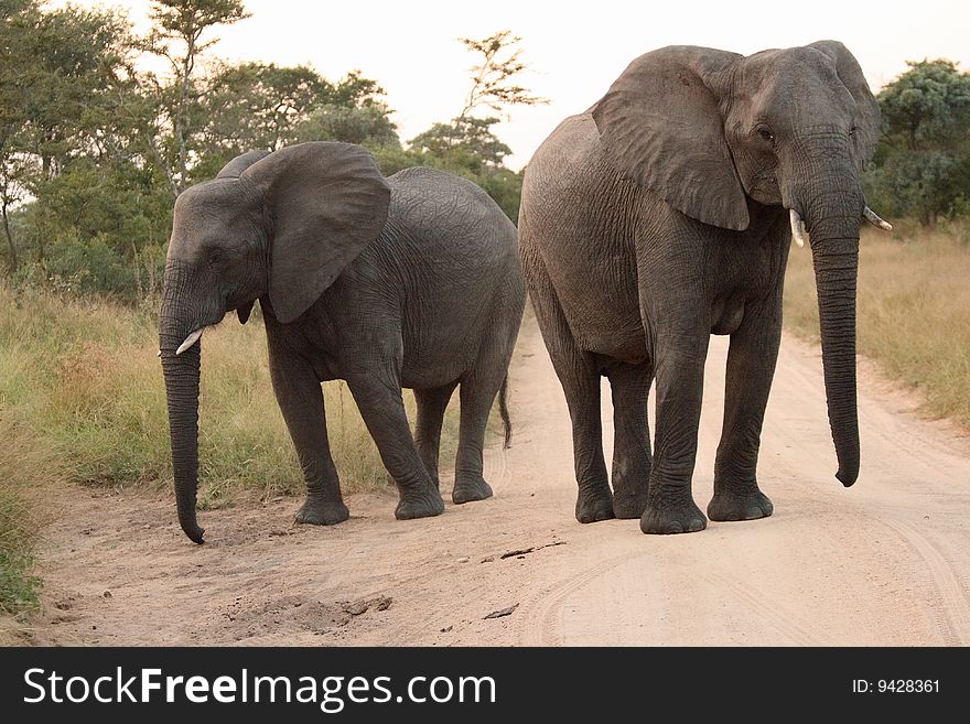 Elephants in the Sabi Sands Private Game Reserve, South Africa