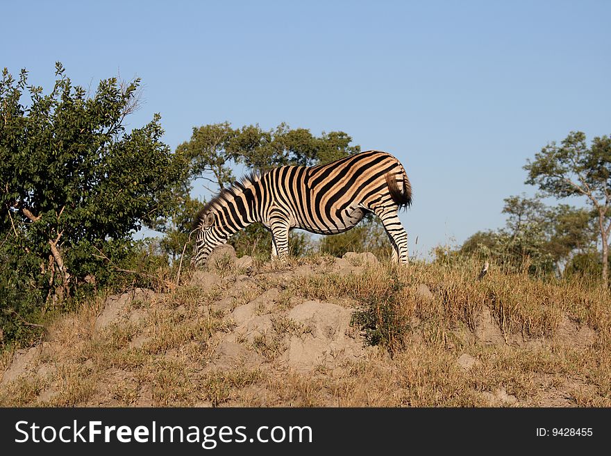 Zebra on termite mound in suth Africa