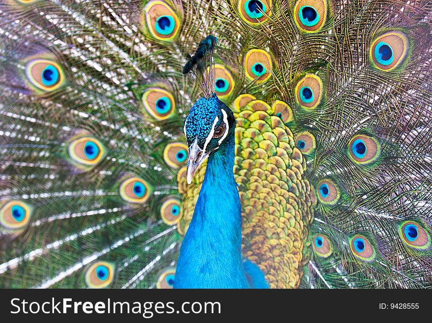 Beautiful male of peacock with a dissolute tail