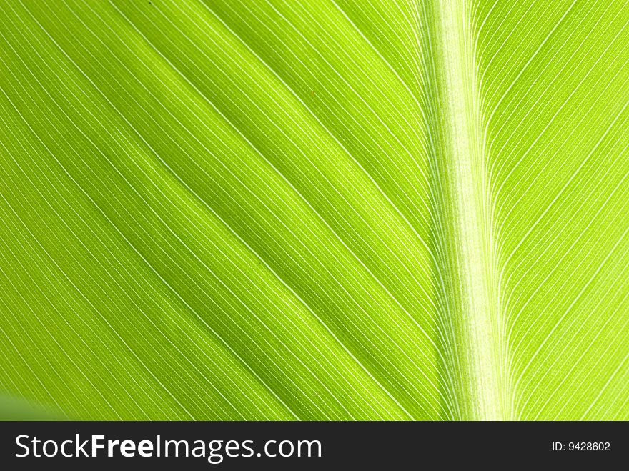 Green leaf of a palm tree as an abstract background