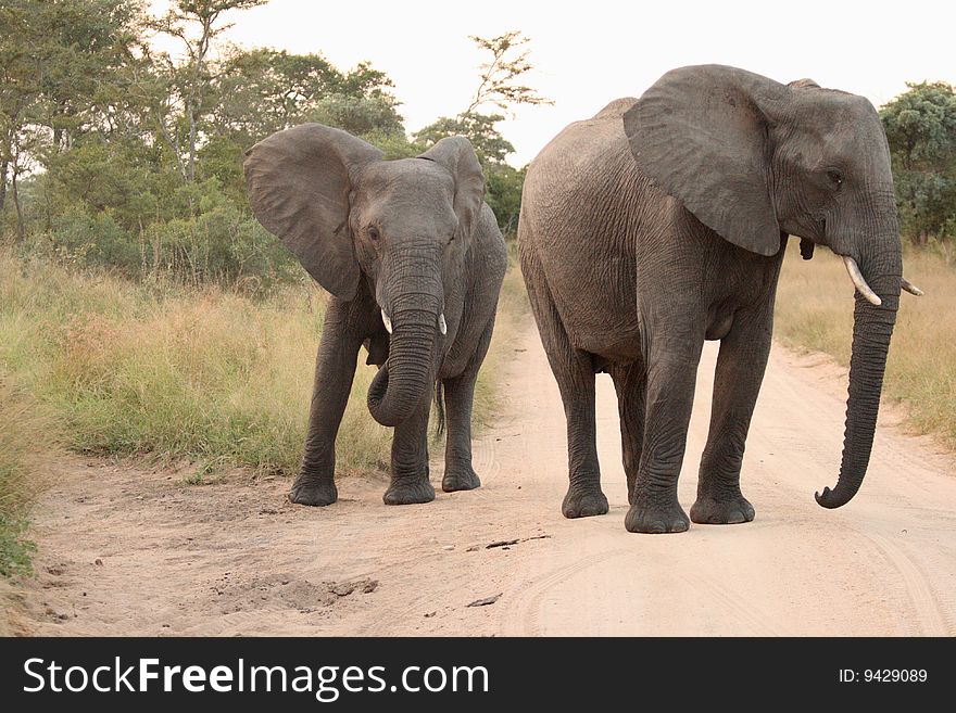 Elephants In The Sabi Sands Private Game Reserve