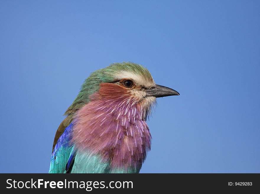 Lilac breatsed roller, South Africa