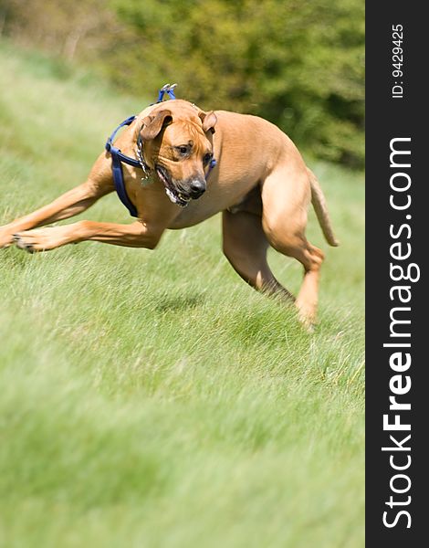 A huge rhodesian ridgeback playing in the grass. A huge rhodesian ridgeback playing in the grass