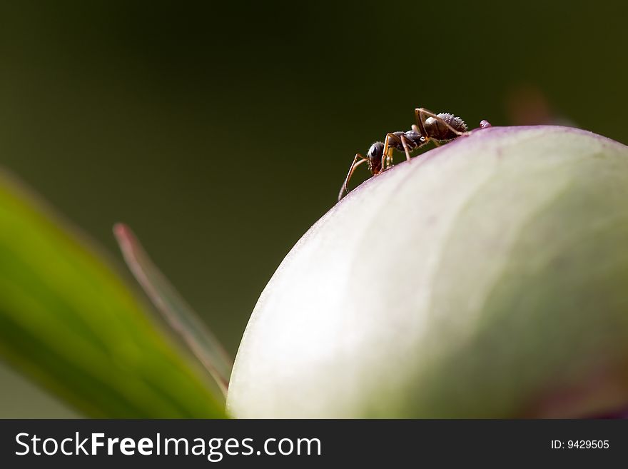 Close up of ant isolated on green background. Close up of ant isolated on green background.