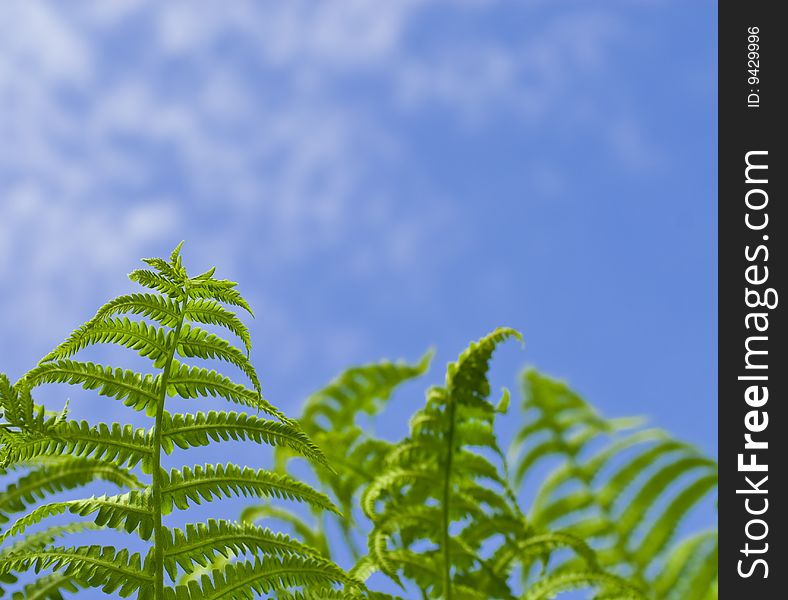Bright fern on a background sky