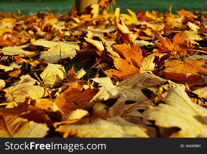 Close up of dry autumn leaves on green grass on sunny day. Close up of dry autumn leaves on green grass on sunny day.