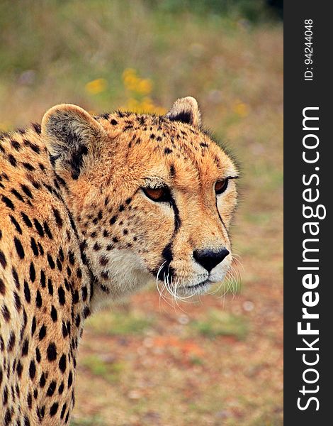 Cheetah Against Blurred Background