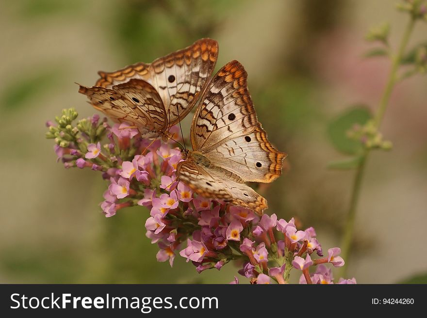 2 Brown and White Butterflies on Pink Flowers
