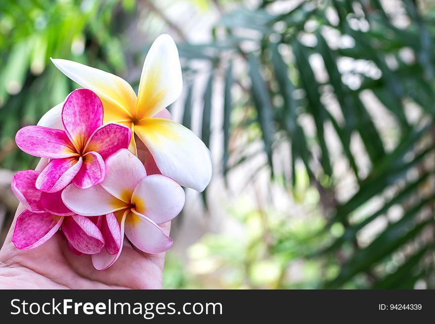 A close up of a hand holding pink and yellow plumeria flowers, Bali.