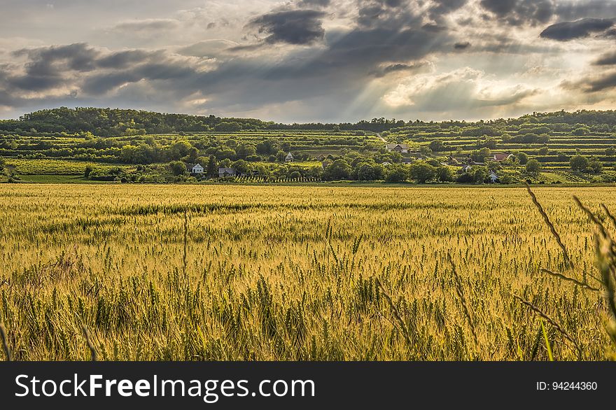Golden cereal crop (rye or wheat) almost ready to harvest with distant fields in grass and trees and forest, gray cloudy sky. Golden cereal crop (rye or wheat) almost ready to harvest with distant fields in grass and trees and forest, gray cloudy sky.