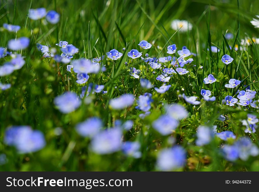 Blue and White Petaled Flowers Macro Photography during Daytime