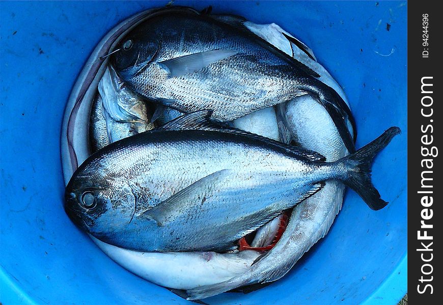 Silver and Black Fishes Inside Blue Plastic Container