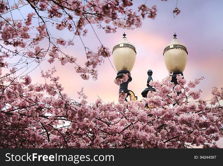 Spring pink blossoms on tree branches with ornate streetlamp. Spring pink blossoms on tree branches with ornate streetlamp.