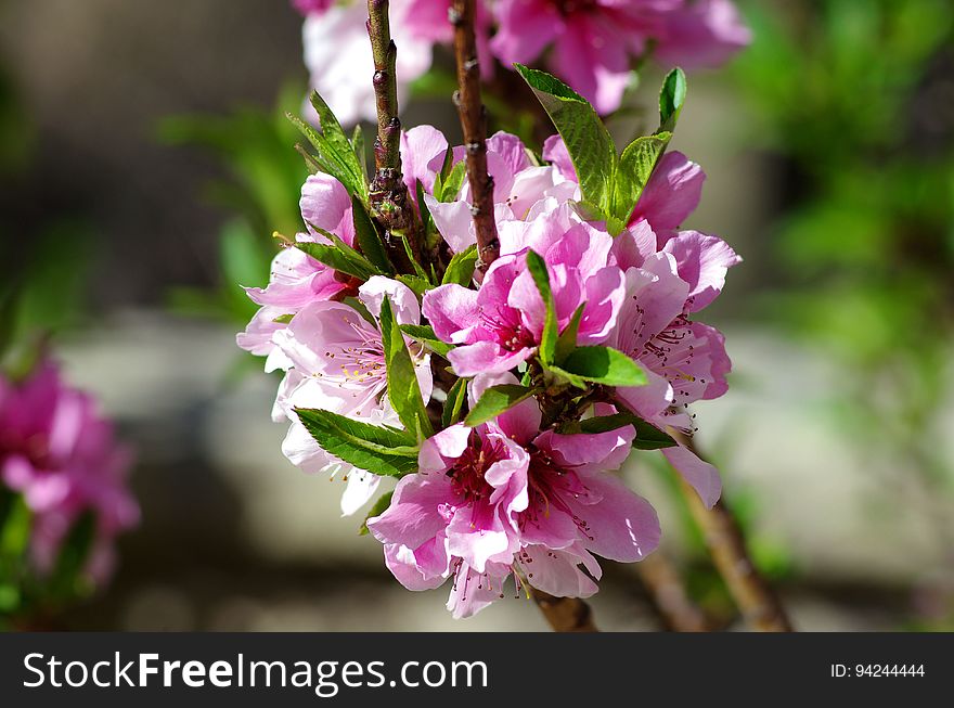 Pink Flowers