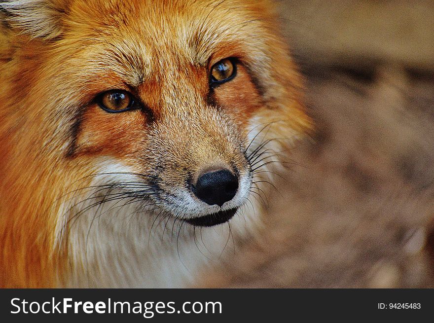 Fox, Wildlife, Red Fox, Mammal