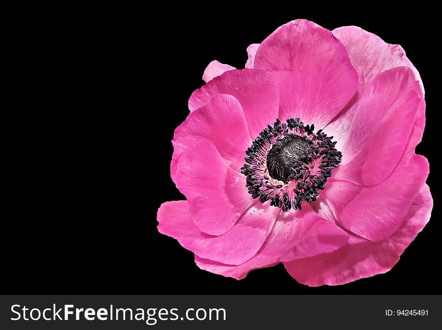 Flower, Pink, Flowering Plant, Petal