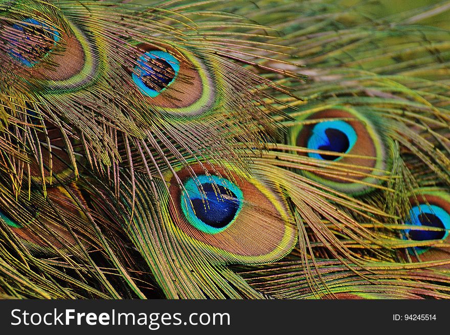 Peafowl, Feather, Close Up, Beak