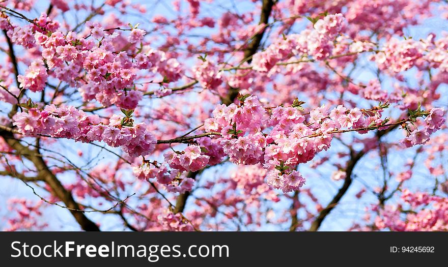 Blossom, Pink, Spring, Cherry Blossom