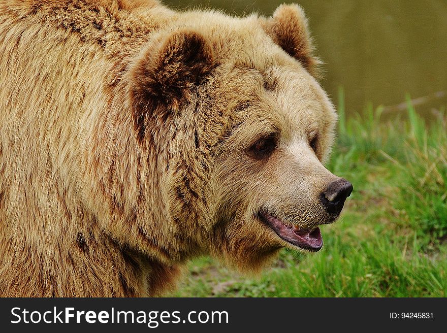 Brown Bear, Grizzly Bear, Terrestrial Animal, Mammal