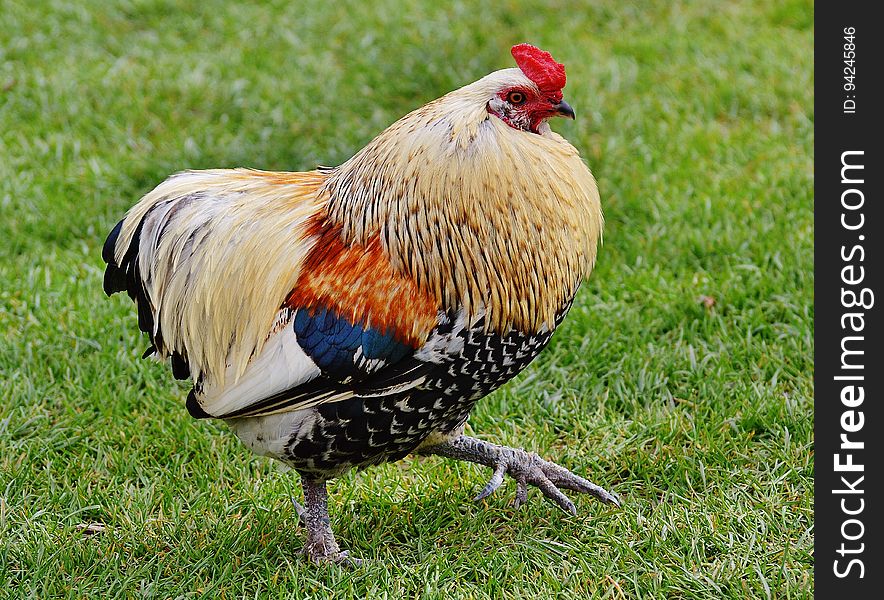 Chicken, Rooster, Bird, Galliformes
