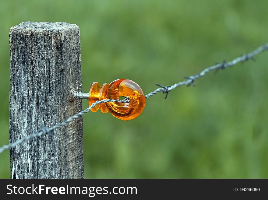 Insect, Macro Photography, Grass, Beetle