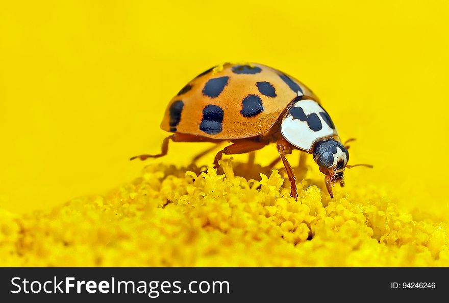 Insect, Beetle, Invertebrate, Ladybird