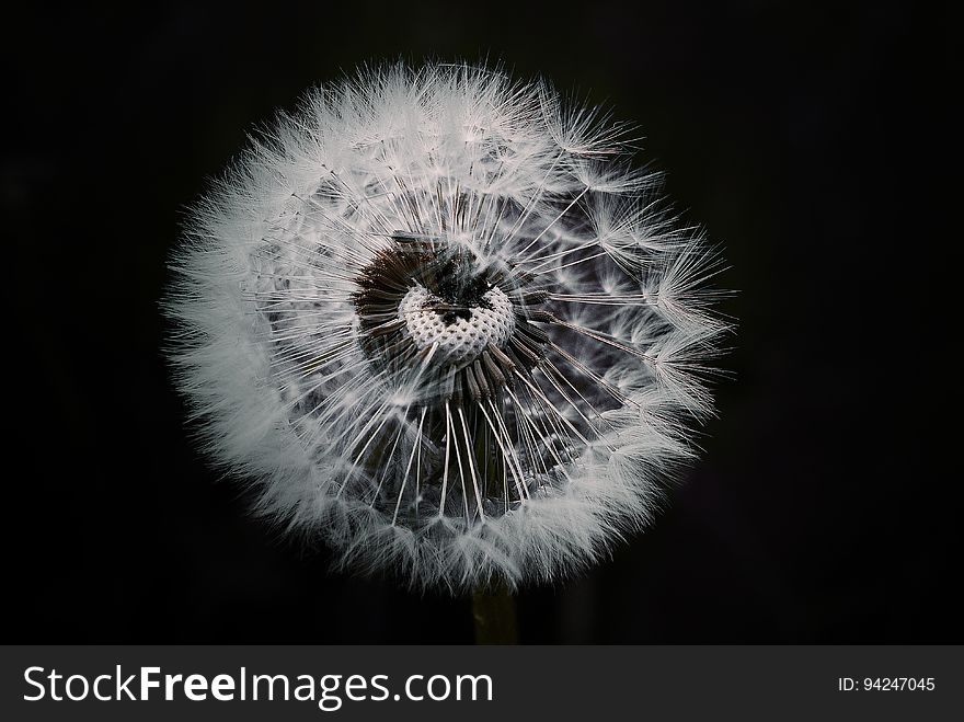 Flower, Nature, Black And White, Dandelion